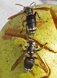 Bald-faced Hornet